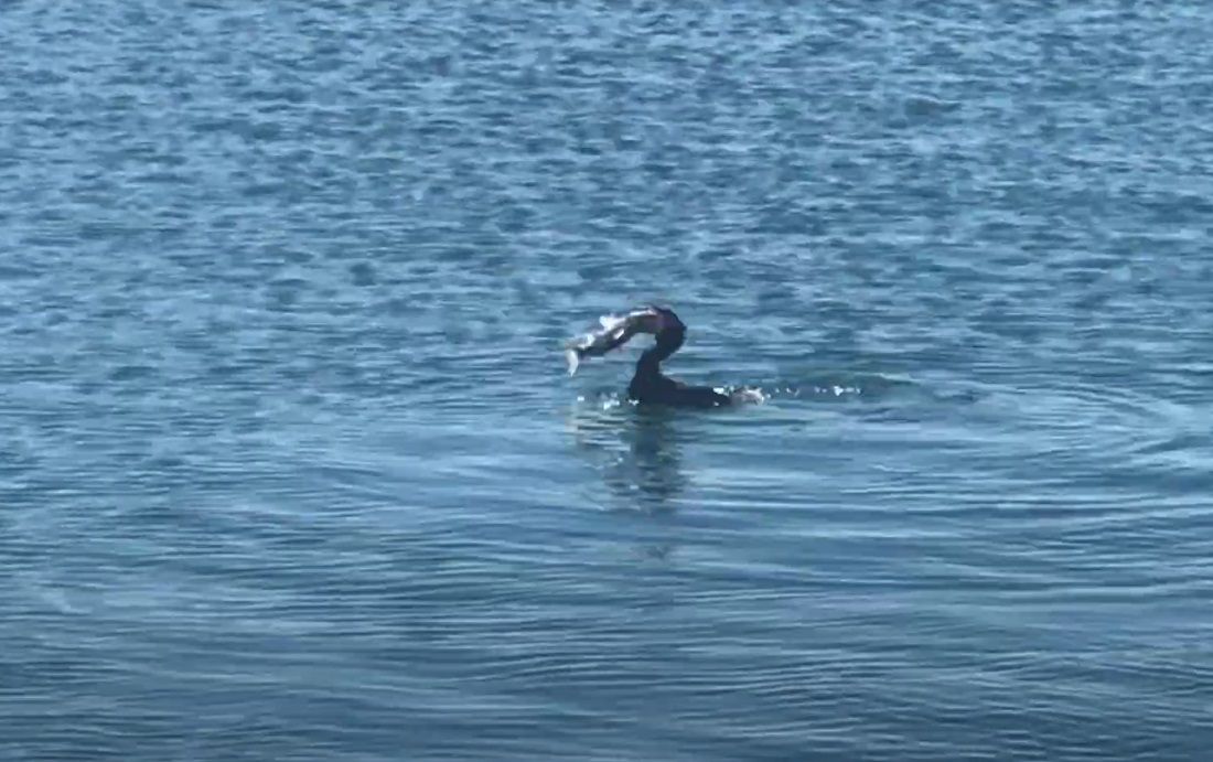 VIDEO Gnjurac ulovio pošten komad ribe u splitskoj luci