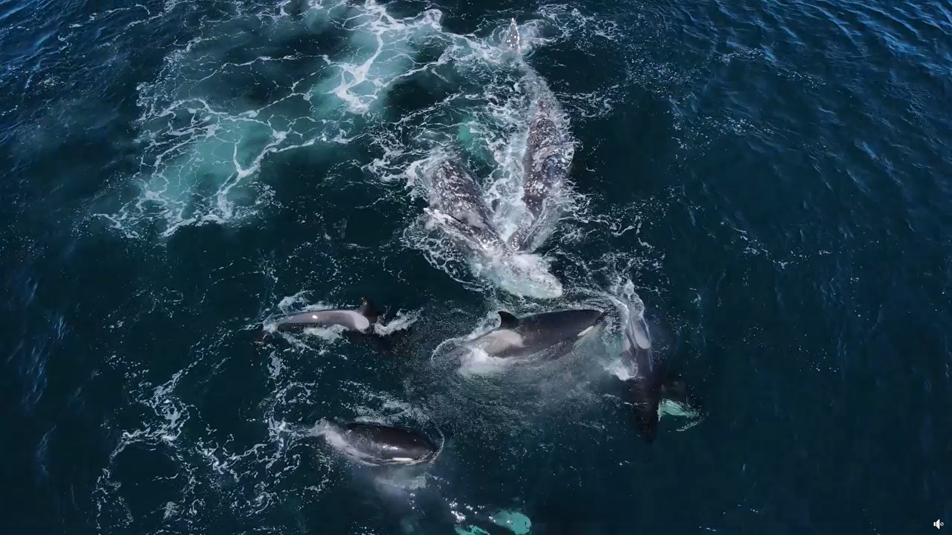 VIDEO Dronom snimljen napad orki na sive kitove!