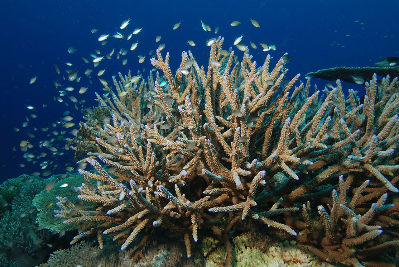 Ovaj tjedan globalne temperature oceana dosegle svoj rekord