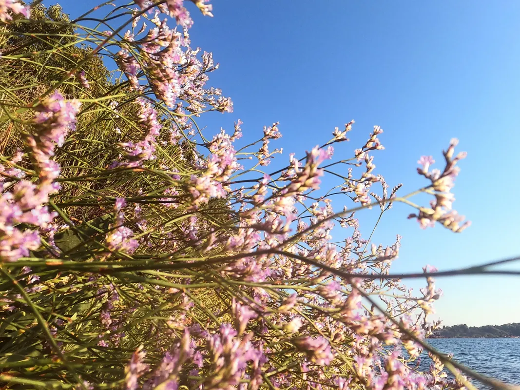 Morska lavanda voli ljeto, sunce i more, baš kao i ljudi - Nažalost postaje sve rjeđa