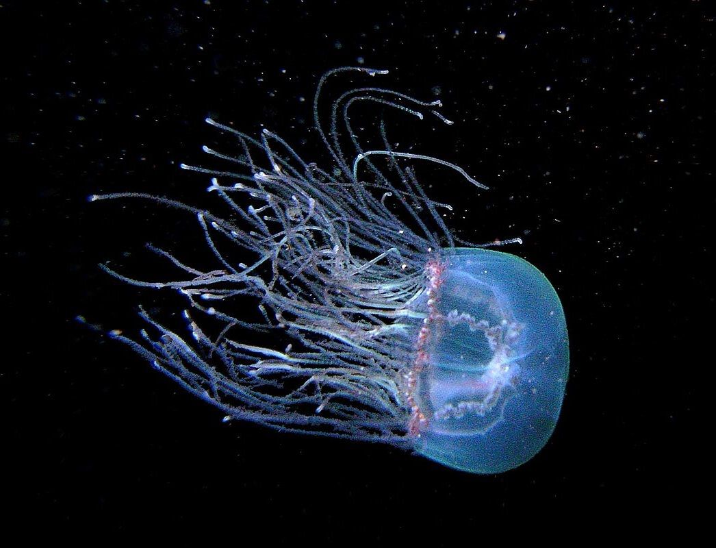 Stručnjakinja s Ruđera identificirala meduze koje uzrokuju opekline kod Zadra