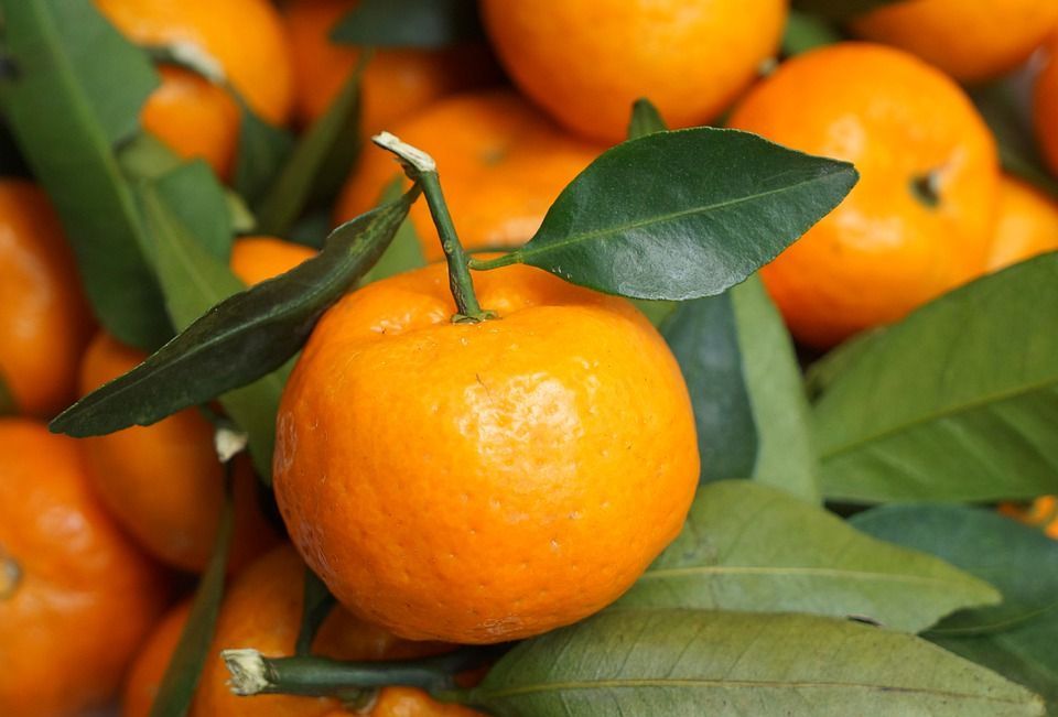 Stigle prve neretvanske mandarine: Na tržnicama 74 posto skuplje nego u dućanima