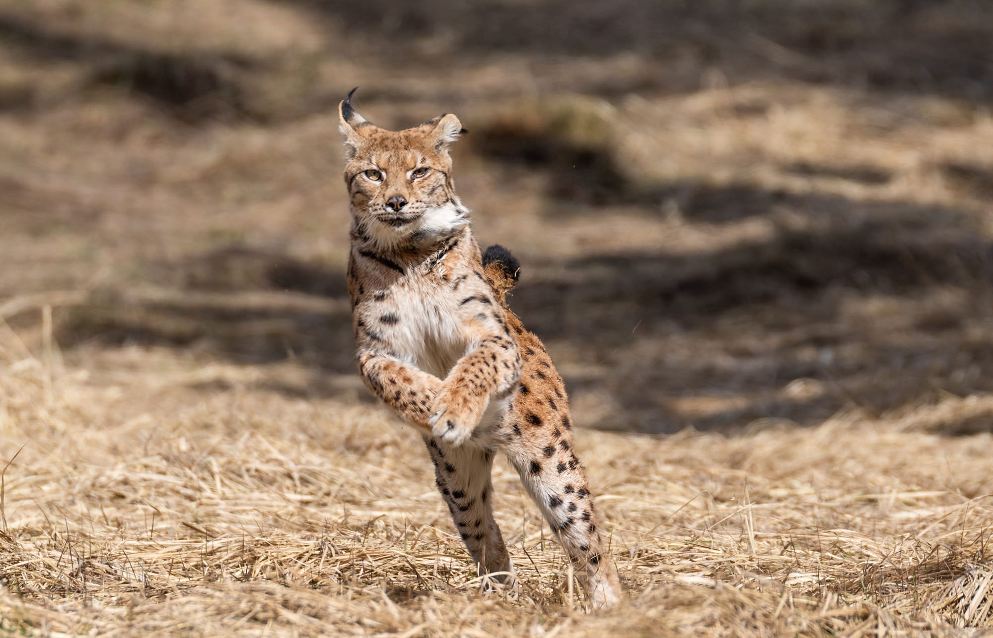 "Rewilding Velebit" - Izložba fotografija velebitske divljine nagrađivanih domaćih i stranih autora