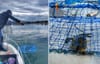 INVAZIVNI PLAVI RAK DROBI I UNIŠTAVA ŠKOLJKE Institut za oceanografiju vrši monitoring monitoring agresivne vrste u delti Neretve