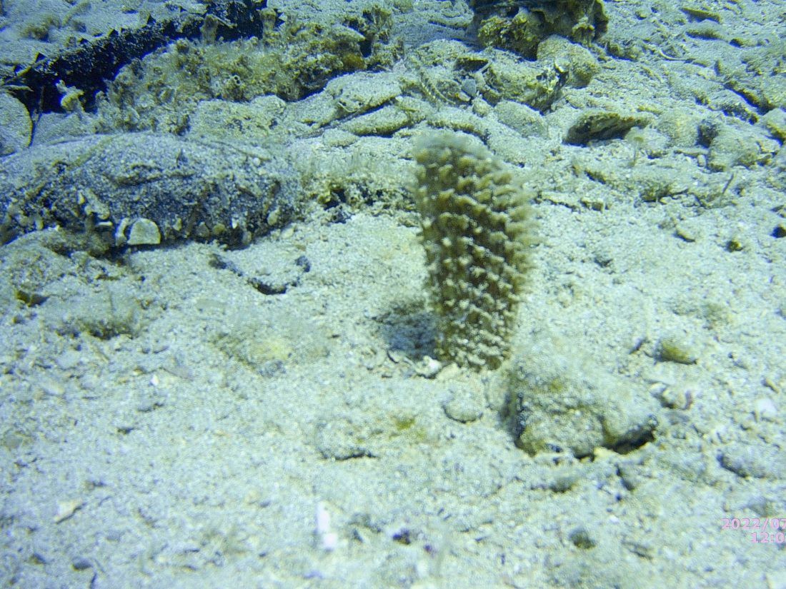 Pronađeno 7 živih periski kraj Poreča