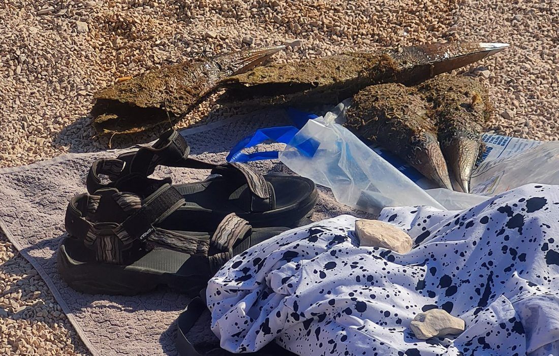 Turisti u Bibinjama čupaju periske - Zašto komunalci nisu reagirali?