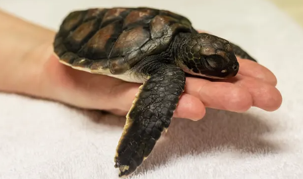 Sićušna kornjačica kakala je čistu plastiku čak šest dana nakon spašavanja s plaže