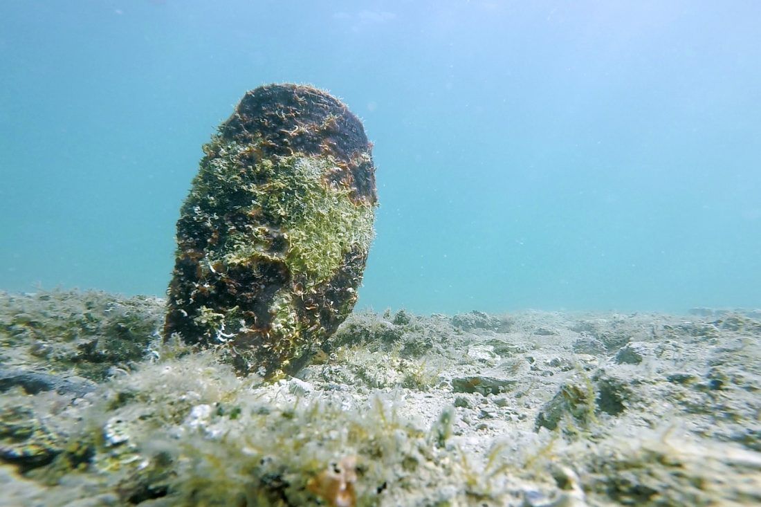 U podmorju Barbata na Rabu pronađena živa periska