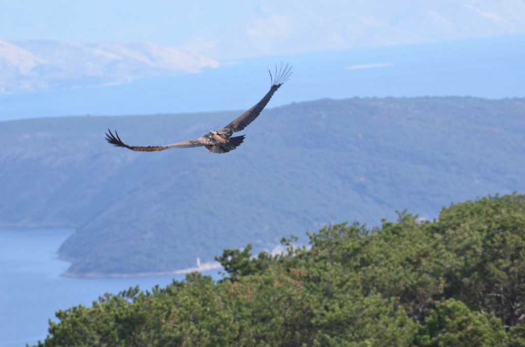 U Belom na Cresu uređena i opremljena „bolnica“ za supove
