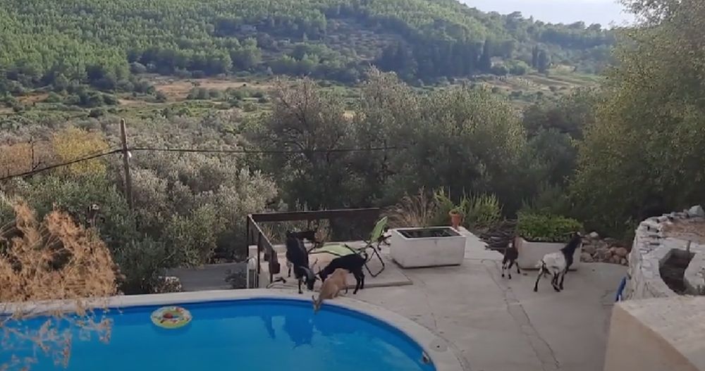 Divlje životinje haraju hrvatskim otocima: "U večernjim izlascima traže hranu, a zbog suše piju iz bazena"