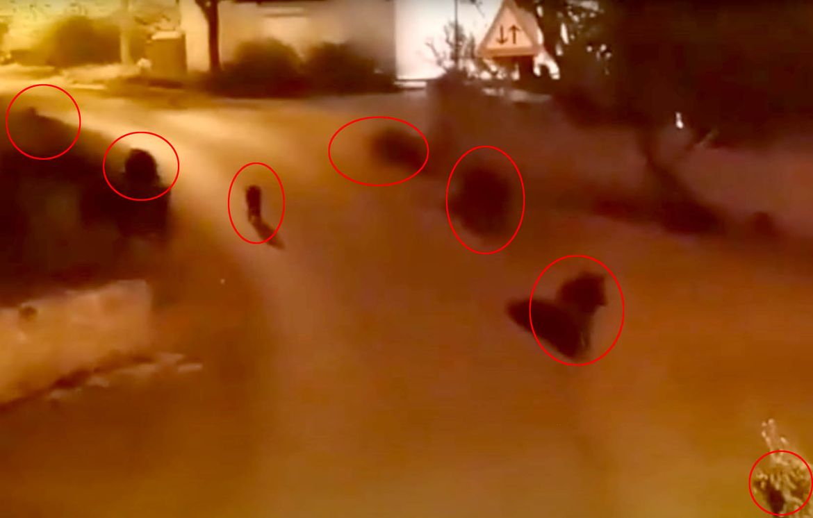 VIDEO Otok Molat zaposjele divlje svinje - Šeću ulicama i oko kuća