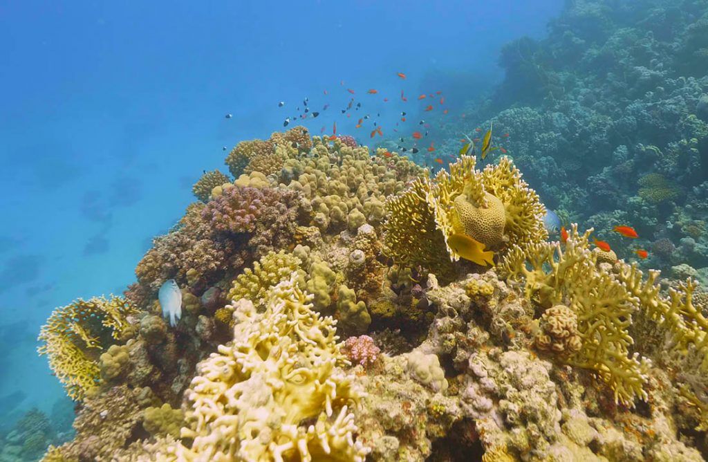 Konačno malo lijepih vijesti: Znanstvenici pronašli nove koralje na Velikom koraljnom grebenu