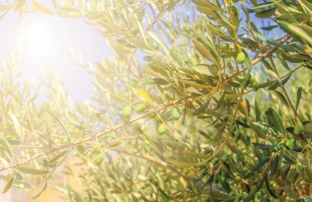 Dr. Ivica Vlatković: Ovo je sve manje mediteranska a sve više subsaharska klima