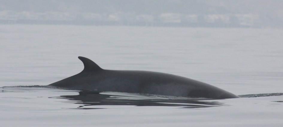 Je li spreman za otvoreno more? Kit beluga odbija hranu nakon što je zalutao u rijeku Seinu