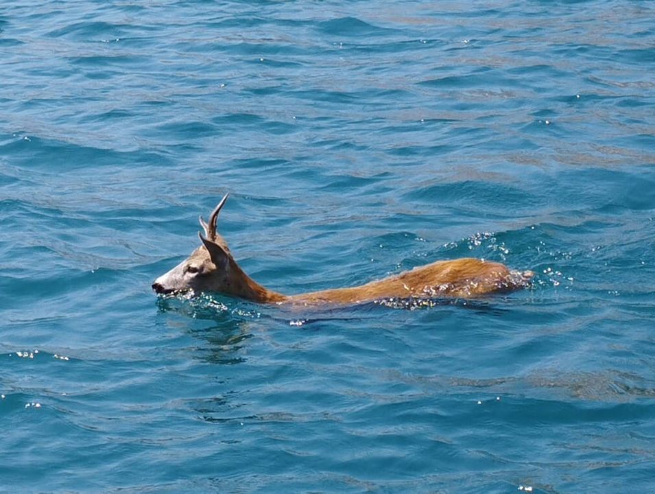 Srna preplivala Rijeku Dubrovačku