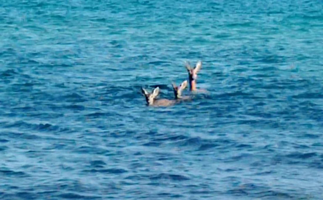 Tri srne odlučile preplivati Novigradsko more