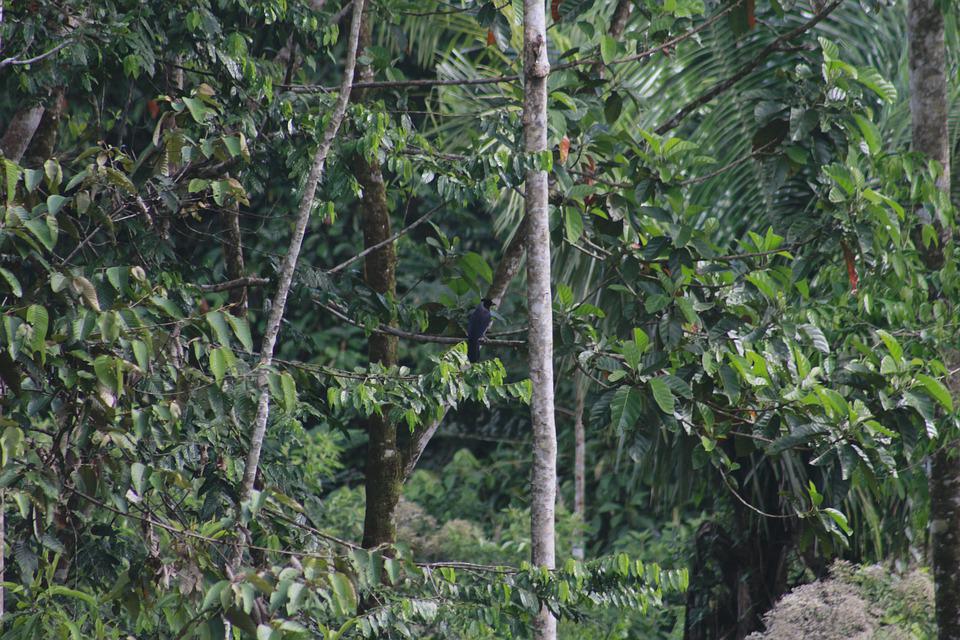 Amazonija gori: Zabilježen dan s najviše šumskih požara u 15 godina