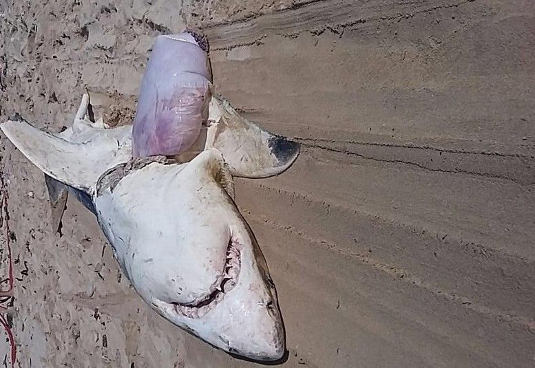 VIDEO Misteriozna ubojstva velikih bijelih psina - Dronovi snimili predatore na djelu