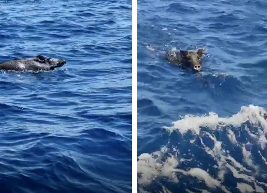 Snimili vepra kako pliva između otoka Molata i Sestrunja