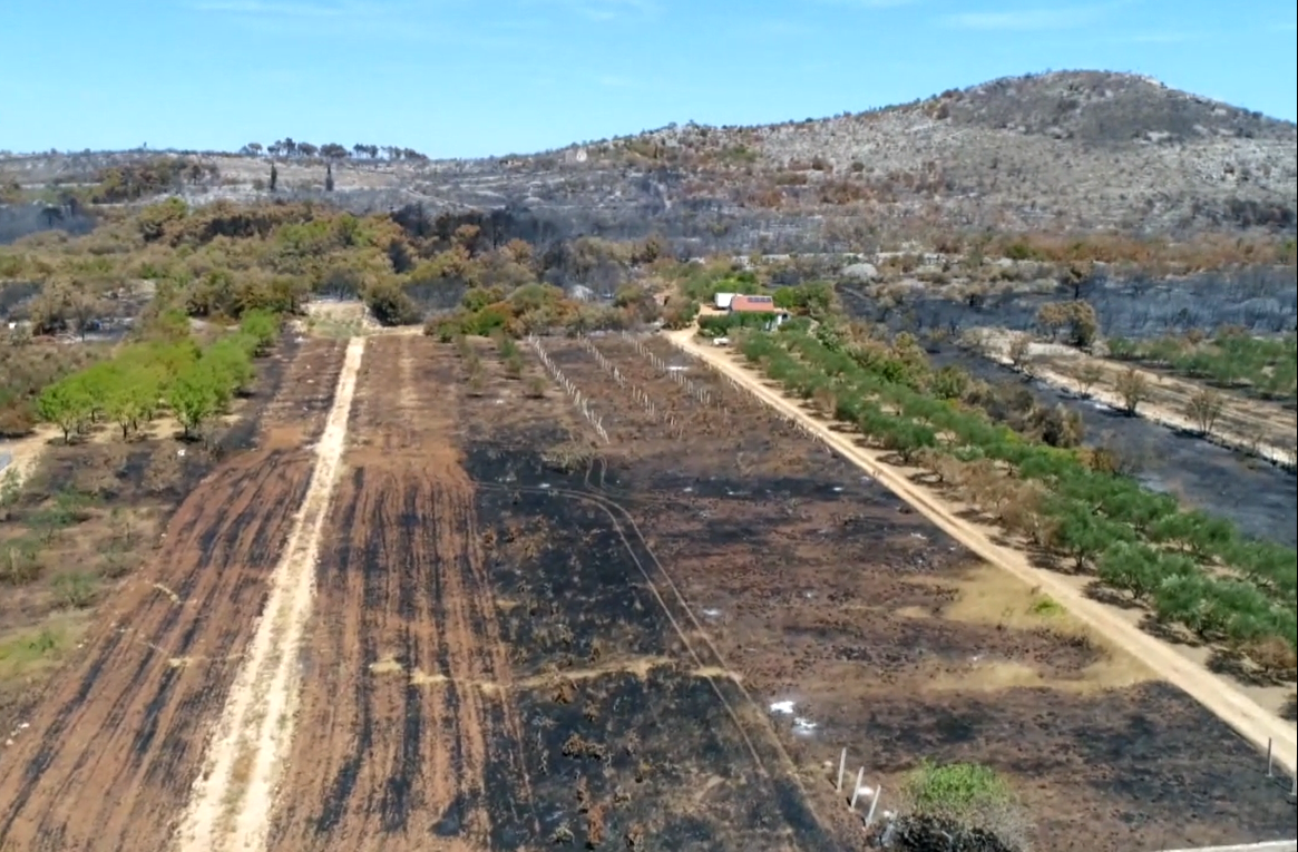 Struka: "Moramo prestati saditi ovu vrstu, lako je zapaljiva i uzrok je čestih požara"