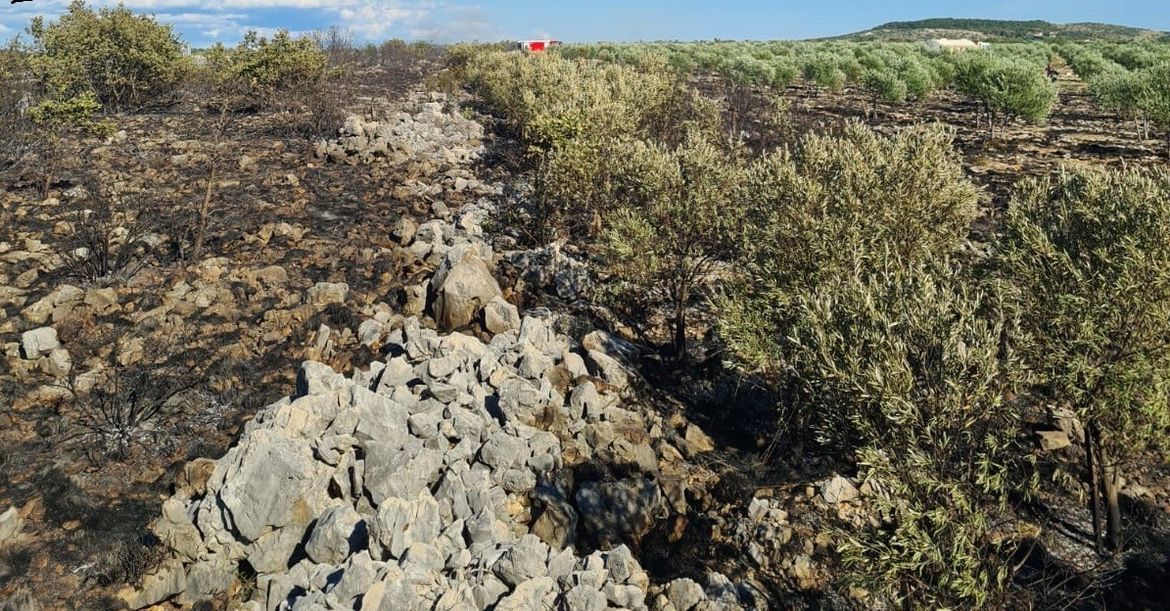 OPOŽARENI MASLINICI - Kako obnoviti izgorjele masline?