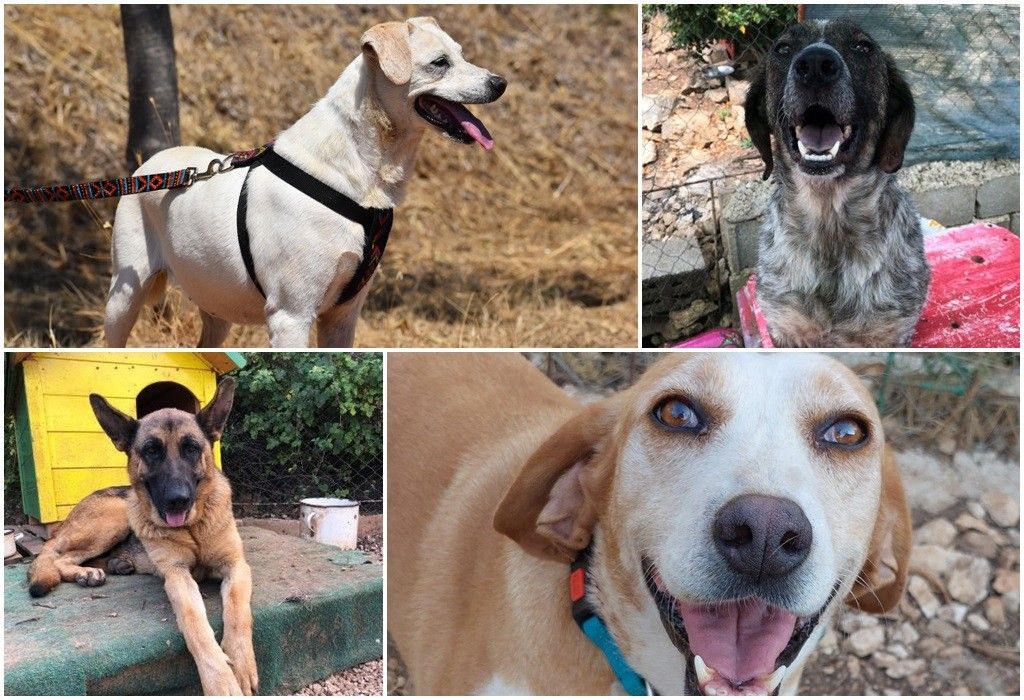 Produljen rok za zbrinjavanje pasa sa Žarkovice