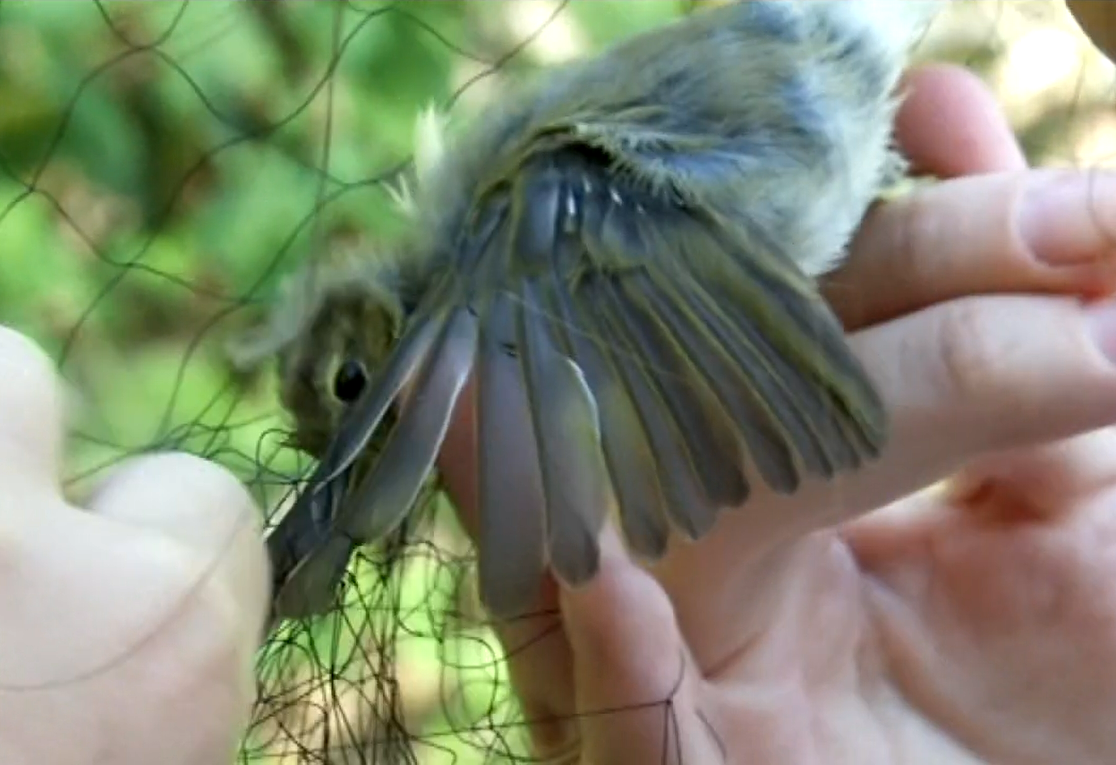 Nakon prstenovanja, ptice s Učke viđene su diljem svijeta