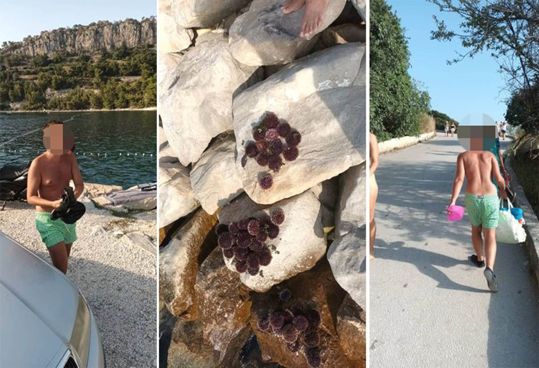 Talijani na splitskoj plaži vadili i trpali ježince u crne vrećice: "Kada sam pozvao policiju, pobjegli su"