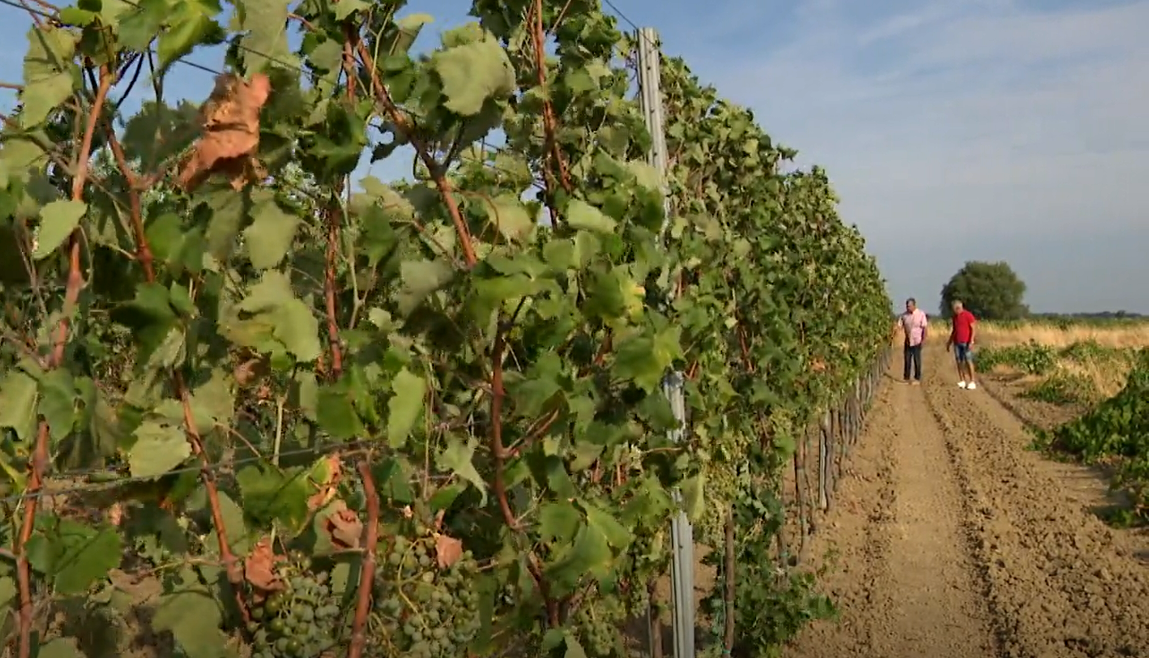 Suša u zadarskom zaleđu dovodi vinare do očaja