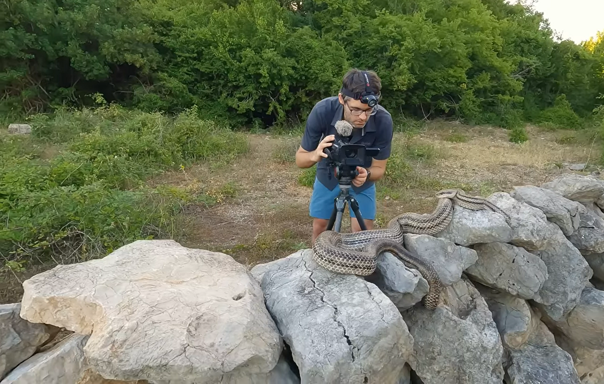 VIDEO Naišli na golemu zmiju u Dalmaciji, kažu da je to najveći gmaz koji živi na našim prostorima, doseže dužinu od gotovo tri metra