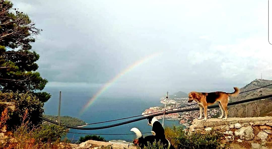Pod okriljem noći misteriozno nestale strvine pasa na brdu iznad Dubrovnika - pozvani policija i DORH
