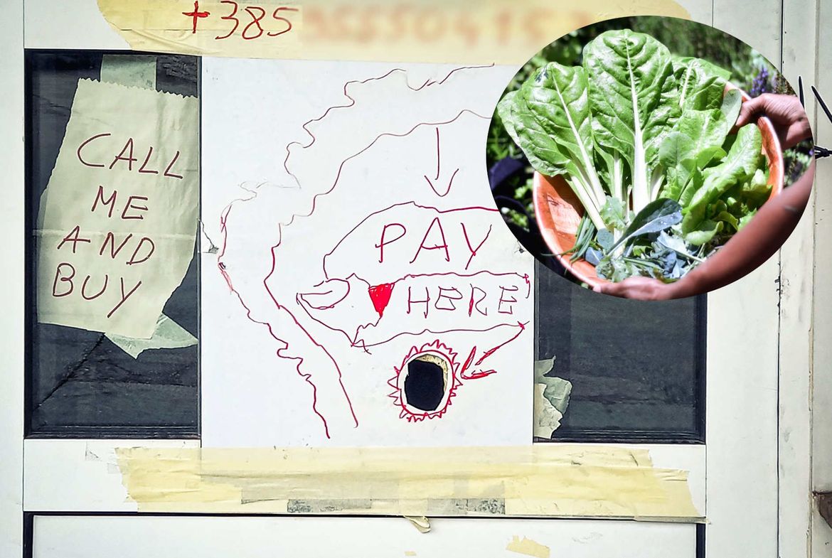 BANKOMAT ZA BLITVU Zanimljiva inovacija s Brača