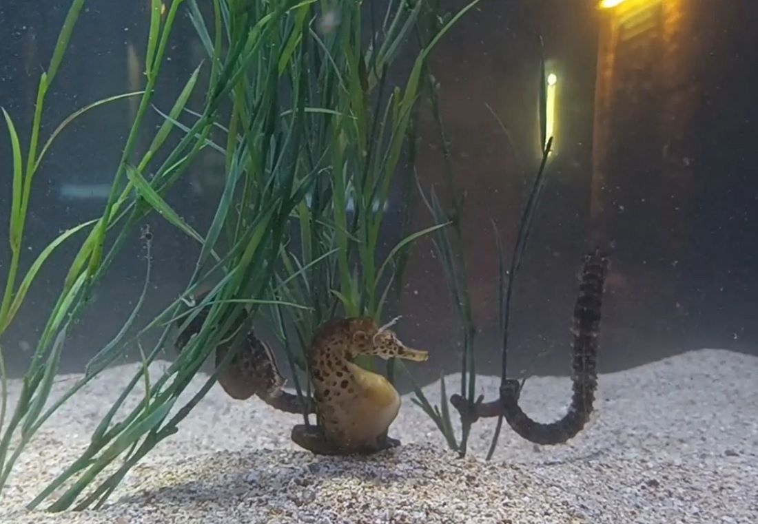 VIDEO Prvi put u Hrvatskoj dokumentiran proces rađanja morskih konjića!