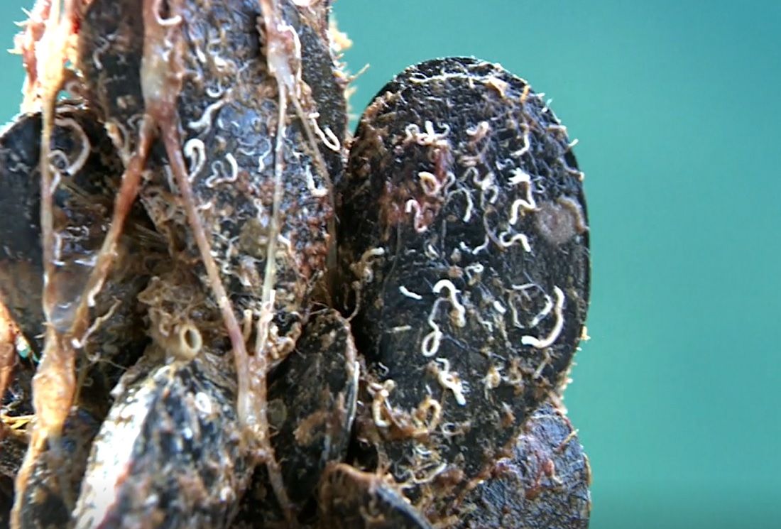 Posljednji školjkar u Limskom kanalu