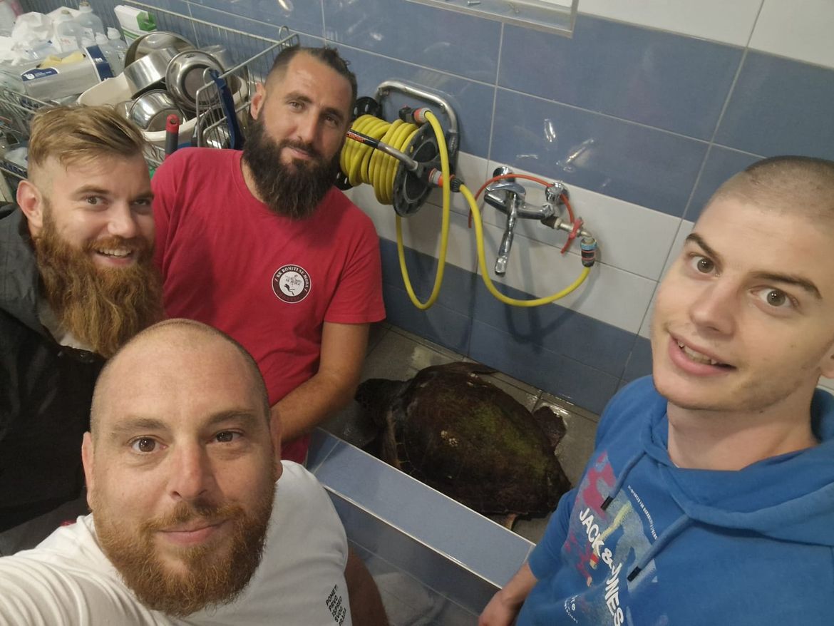 VIDEO Šibenčani u noćnoj akciji spasili ugroženu glavatu želvu iz ilegalne mreže!