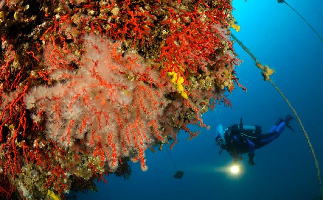 Novim Pravilnikom zabranjeno vađenje koralja 8 mjeseci kroz iduću godinu
