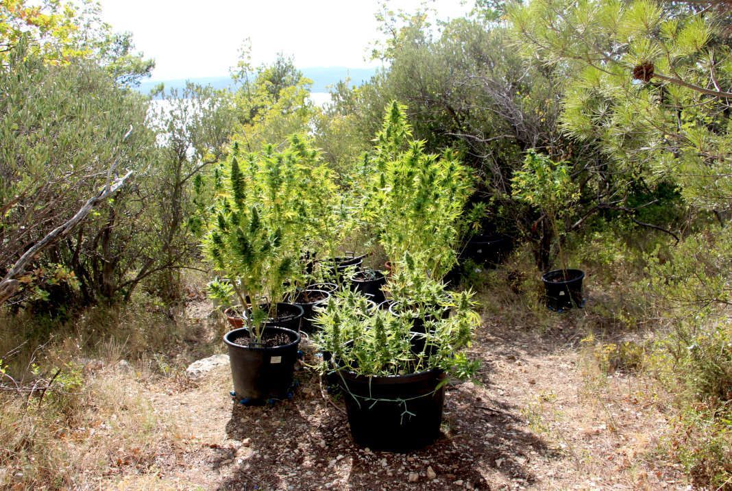 U ŠUMARKU SKRIVENOM Makarska policija pronašla 96 stabljika marihuane!