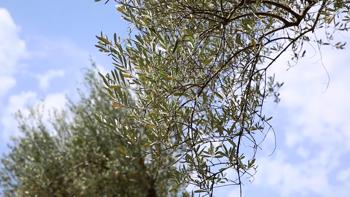 Obavijest maslinarima: Vremenski uvjeti pogoduju  jačem napadu muhe i infekciji paunovim okom