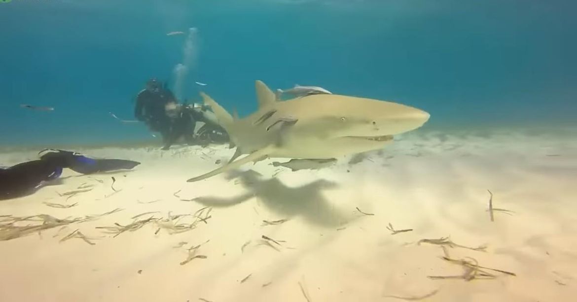 Svjetska organizacija za održivost: Gastronomija ubija 100 milijuna morskih pasa godišnje!