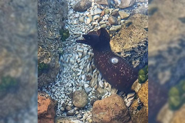 VIDEO Kupajući se s djecom, u plićaku naišla na murinu