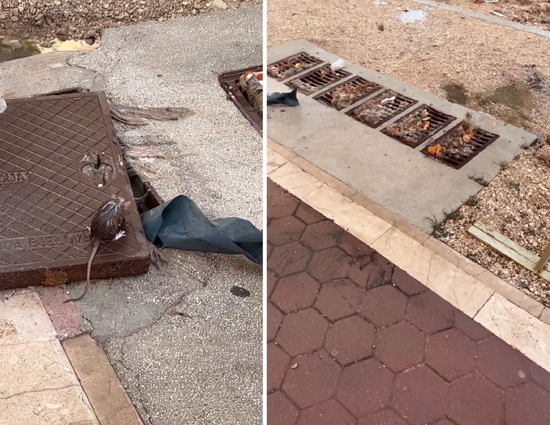 Odvratne scene iz Makarske - Štakori i fekalije po plaži