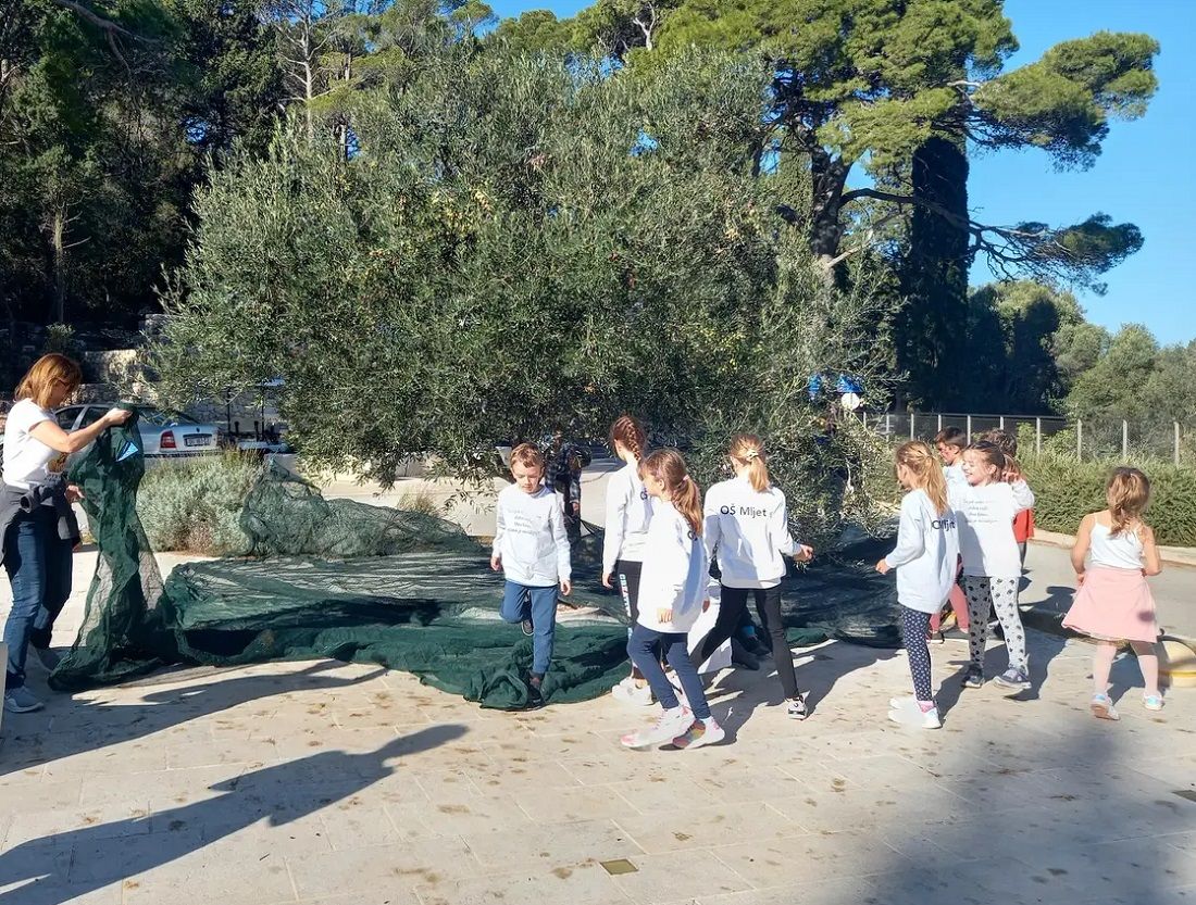 Djeca na Mljetu tradicionalno u berbi maslina