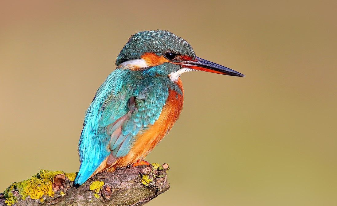 Gotovo polovica svih ptičjih vrsta je u padu, a svakoj osmoj prijeti izumiranje