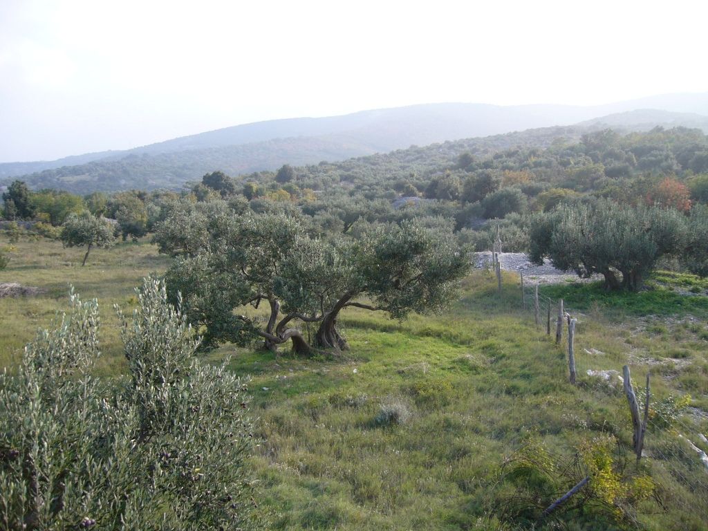 Rezao masline na Hvaru električnom brusilicom, pa se teško ozlijedio
