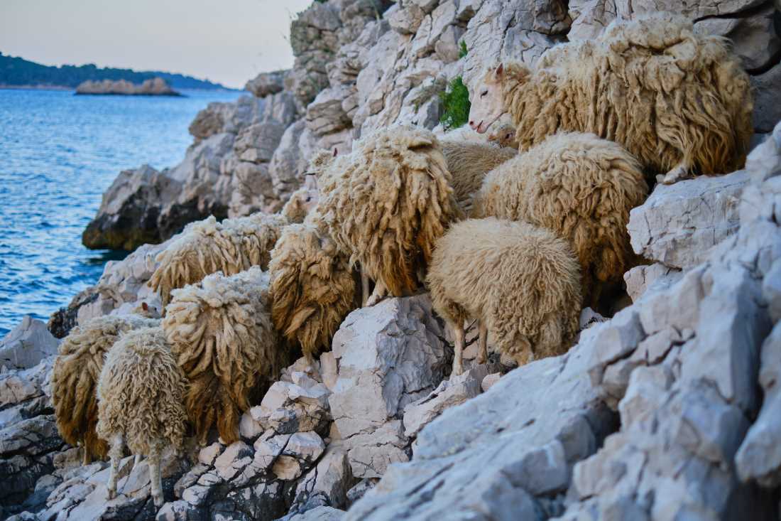 Poziv za dodjelu poticaja poljoprivrednicima i stočarima na području NP Mljet