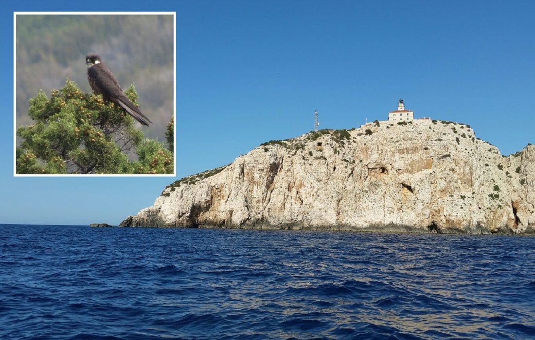 Sušac i Eleonorini sokolovi