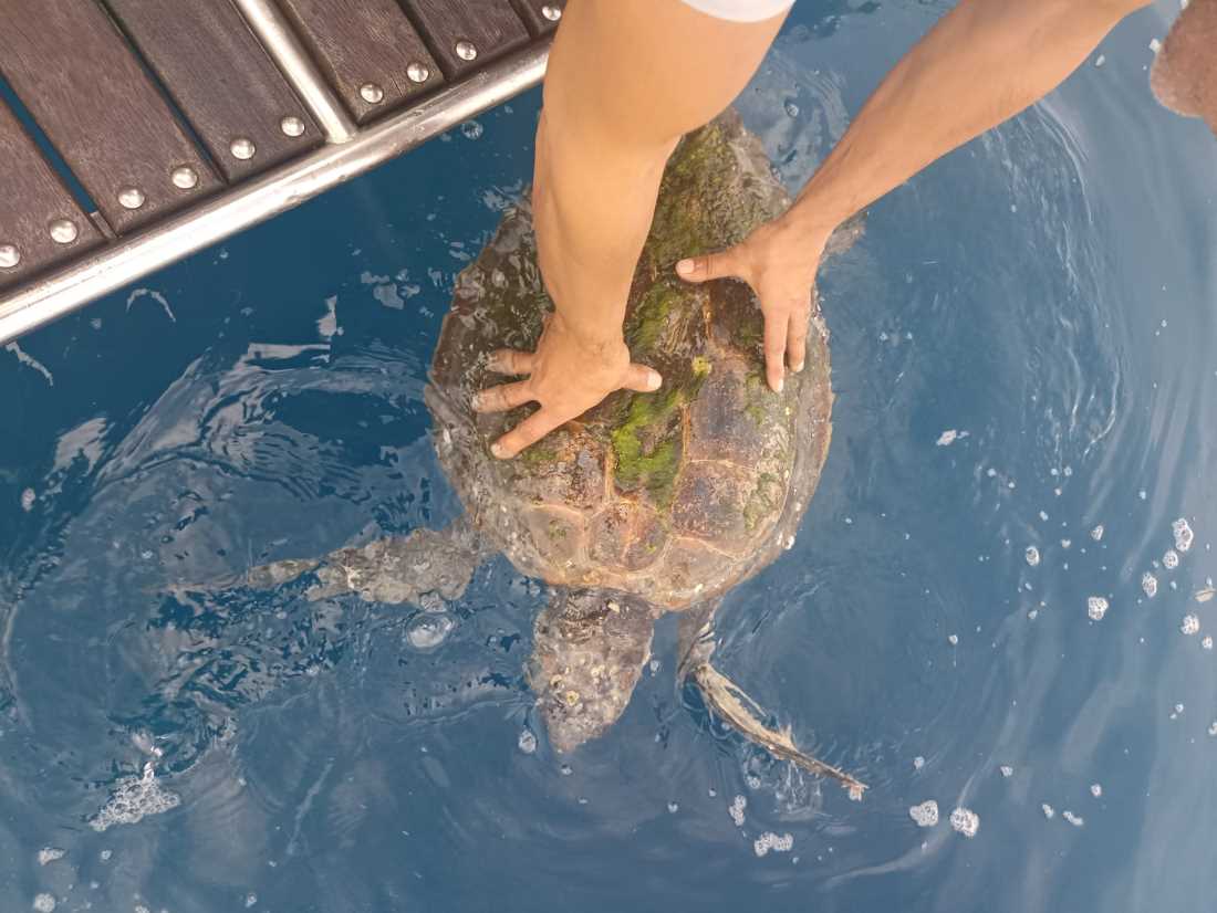 U Nacionalnom parku Kornati spašena morska kornjača