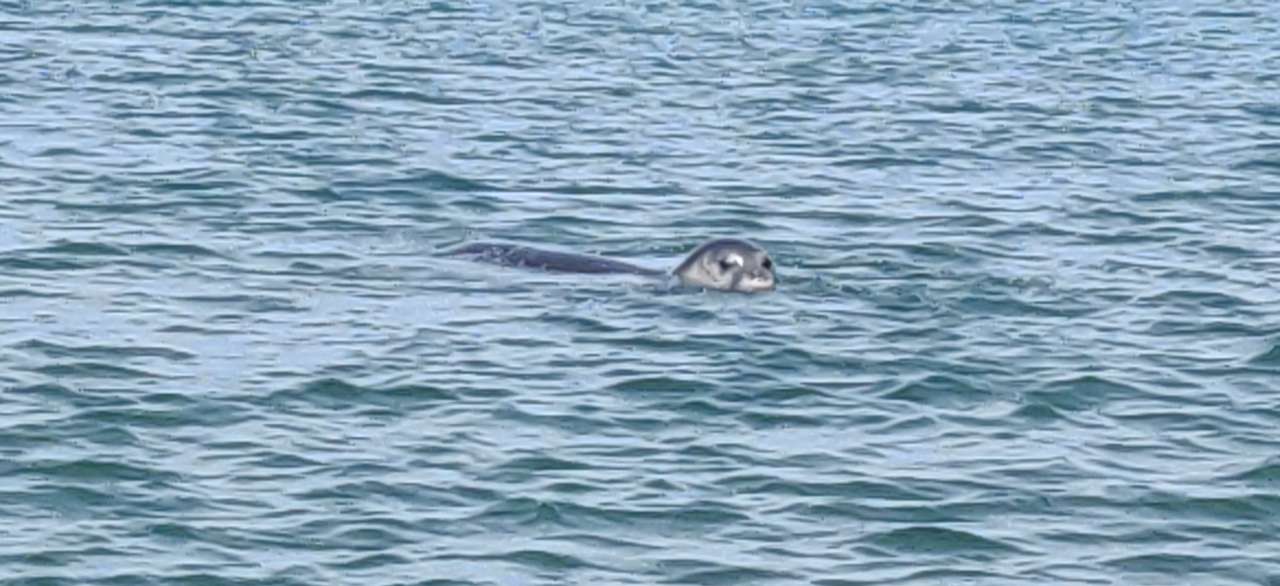 SENZACIONALNA VIJEST Sredozemna medvjedica potvrđena u Dubrovačkom akvatoriju