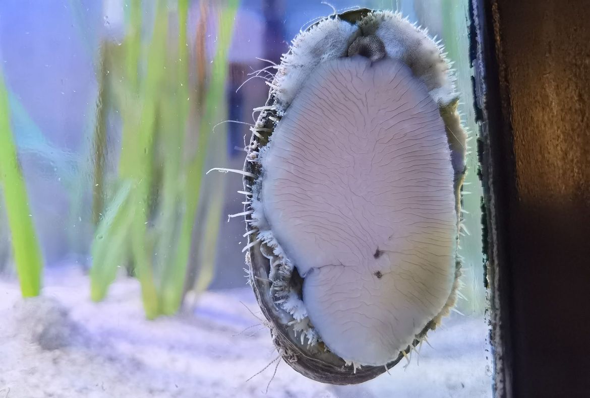 U Jadranu je do sad poznato preko 220 vrsta morskih puževa, a obitavaju na morskom dnu do 30 m dubine