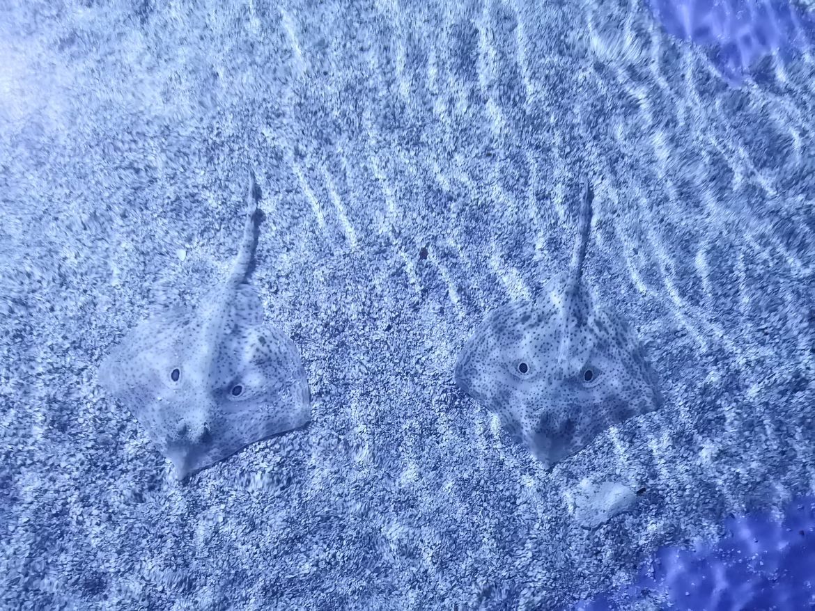 U Aquariumu Pula prikupili čak devet rožnatih jajnih čahura raže modropjege!